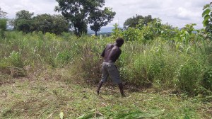 Lots of tall grass to cut