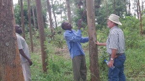 Here Salongo, an expert, helps select the right trees to cut for our roof rafters.