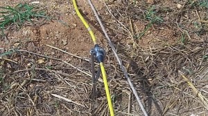 Every 5 meters a numbered stake was driven in and attached to a censer. A salt water solution was poured at the base each stake.