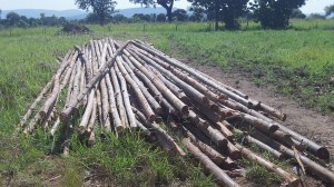 Rafters ready for the roof...thank you Lord for this provision!