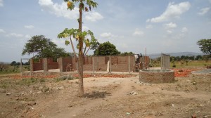 That is a Papaya tree in the foreground 