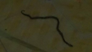 Killed cobra on our kitchen floor. Because of poor lighting the picture is not clear.