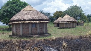  We now have new grass roofs on tukalu's. Currently we are fixing the doors and windows. These tukalu's will house 3-4 each