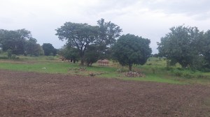 We have cleared a perimeter around the house and planted it with a local grass that is drought resistant and does not grow tall. When healthy it chokes out all other grasses and weeds. We dug it up from another portion of our 17 acres.