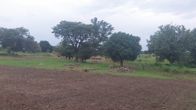 We have cleared a perimeter around the house and planted it with a local grass that is drought resistant and does not grow tall. When healthy it chokes out all other grasses and weeds. We dug it up from another portion of our 17 acres.