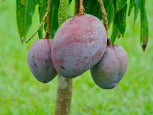 11108260_10204421273507753_4017603321085701508_n