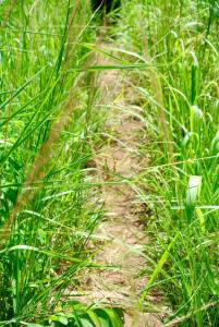 11694126_10204564665692468_9196212918965375427_n (1)