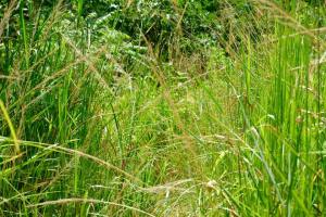 11709441_10204564681412861_2866024544170016008_n (1)