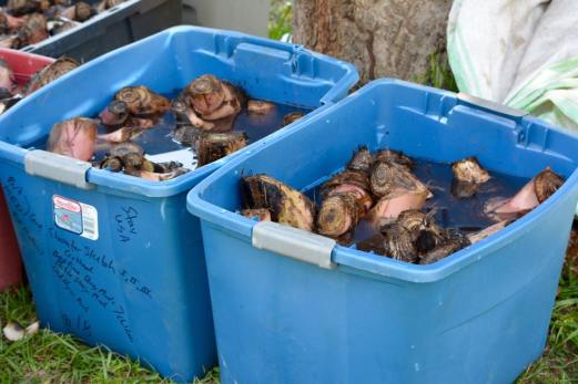 12472560_10206081490492140_5116769079884028291_n