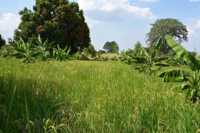 14961373_10207469364308118_864939852_n